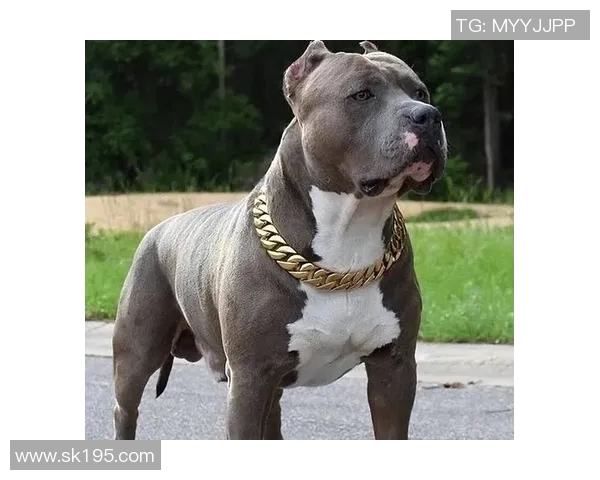 托马斯与吴悠的巅峰对决谁能在战斗中笑到最后 托马斯与吴悠的巅峰对决谁能在战斗中笑到最后